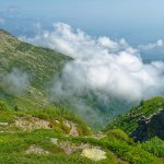 Pendio di rododendri a pochi passi dal Colle Bernardo